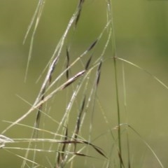 Austrostipa sp. at Wodonga, VIC - 8 Nov 2020 09:45 AM
