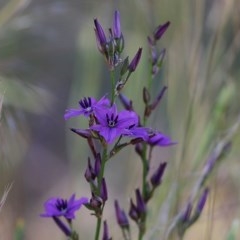 Arthropodium fimbriatum (Nodding Chocolate Lily) at Wodonga, VIC - 8 Nov 2020 by KylieWaldon