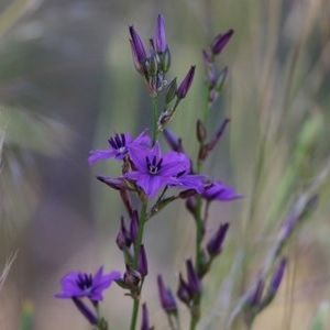 Arthropodium fimbriatum at Wodonga, VIC - 8 Nov 2020 09:30 AM