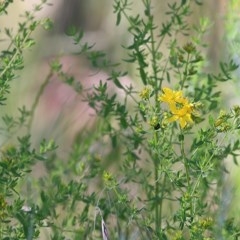 Hypericum perforatum (St John's Wort) at Wodonga, VIC - 8 Nov 2020 by KylieWaldon