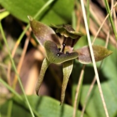 Chiloglottis valida (Large Bird Orchid) at Cotter River, ACT - 8 Nov 2020 by Sarah2019