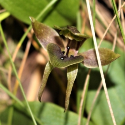 Chiloglottis valida (Large Bird Orchid) at Cotter River, ACT - 8 Nov 2020 by Sarah2019