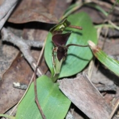 Chiloglottis valida at Cotter River, ACT - 8 Nov 2020