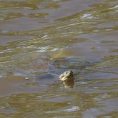 Emydura macquarii (Macquarie Turtle) at Fyshwick, ACT - 8 Nov 2020 by davidcunninghamwildlife