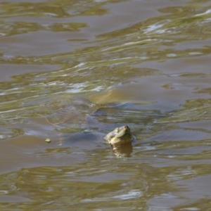 Emydura macquarii at Fyshwick, ACT - 8 Nov 2020