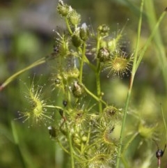 Drosera gunniana (Pale Sundew) at Forde, ACT - 7 Nov 2020 by davidcunninghamwildlife