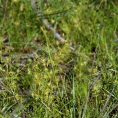 Drosera gunniana at Forde, ACT - 7 Nov 2020