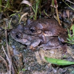 Litoria peronii (Peron's Tree Frog, Emerald Spotted Tree Frog) at Lions Youth Haven - Westwood Farm A.C.T. - 8 Nov 2020 by HelenCross