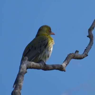 Oriolus sagittatus (Olive-backed Oriole) at Black Mountain - 8 Nov 2020 by trevsci