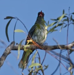 Oriolus sagittatus at Downer, ACT - 8 Nov 2020