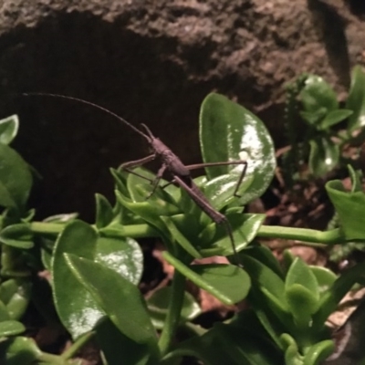 Zaprochilus australis (Twig-mimic katydid) at Garran, ACT - 7 Nov 2020 by Tapirlord