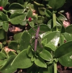 Zaprochilus australis at Garran, ACT - 7 Nov 2020