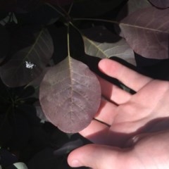 Cotinus coggygria (Smokebush) at Red Hill Nature Reserve - 8 Nov 2020 by Tapirlord