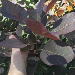 Cotinus coggygria at Red Hill, ACT - 8 Nov 2020