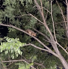 Trichosurus vulpecula (Common Brushtail Possum) at Red Hill, ACT - 7 Nov 2020 by Tapirlord