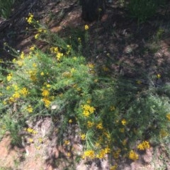 Chrysocephalum semipapposum (Clustered Everlasting) at Garran, ACT - 8 Nov 2020 by Tapirlord