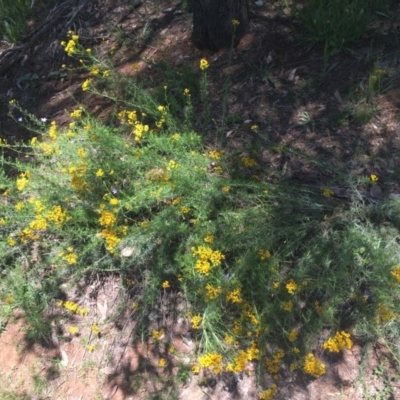 Chrysocephalum semipapposum (Clustered Everlasting) at Red Hill Nature Reserve - 8 Nov 2020 by Tapirlord