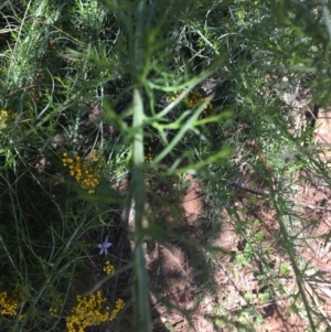 Chrysocephalum semipapposum at Garran, ACT - 8 Nov 2020