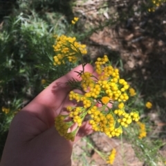 Chrysocephalum semipapposum at Garran, ACT - 8 Nov 2020