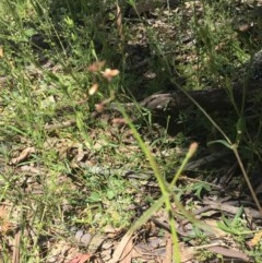 Grona varians (Slender Tick-Trefoil) at Red Hill Nature Reserve - 8 Nov 2020 by Tapirlord