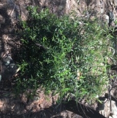 Olea europaea subsp. cuspidata at Garran, ACT - 8 Nov 2020