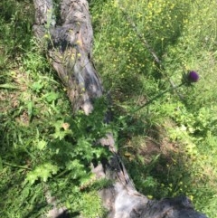 Silybum marianum (Variegated Thistle) at Red Hill Nature Reserve - 8 Nov 2020 by Tapirlord