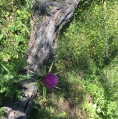 Silybum marianum at Garran, ACT - 8 Nov 2020