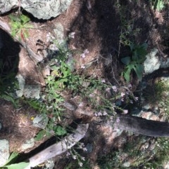 Echium plantagineum (Paterson's Curse) at Red Hill Nature Reserve - 8 Nov 2020 by Tapirlord