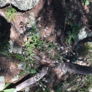 Echium plantagineum at Garran, ACT - 8 Nov 2020