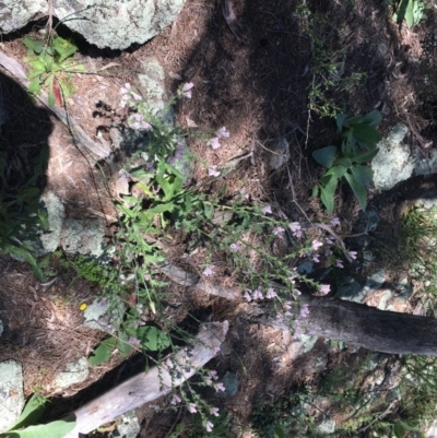 Echium plantagineum (Paterson's Curse) at Garran, ACT - 8 Nov 2020 by Tapirlord