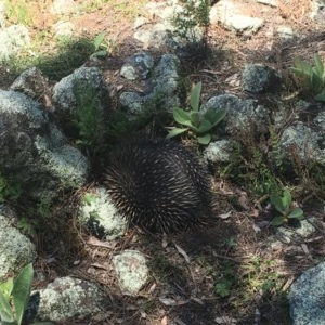 Tachyglossus aculeatus at Garran, ACT - 8 Nov 2020