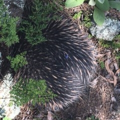 Tachyglossus aculeatus at Garran, ACT - 8 Nov 2020 01:09 PM