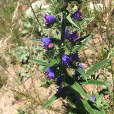 Echium vulgare (Vipers Bugloss) at Red Hill Nature Reserve - 8 Nov 2020 by Tapirlord