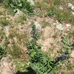 Echium vulgare at Garran, ACT - 8 Nov 2020 01:35 PM