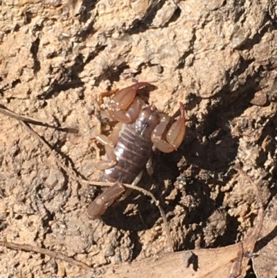 Urodacus manicatus (Black Rock Scorpion) at Red Hill Nature Reserve - 8 Nov 2020 by Tapirlord