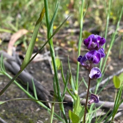 Glycine tabacina (Variable Glycine) at Mount Mugga Mugga - 8 Nov 2020 by Shazw