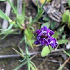 Glycine tabacina at O'Malley, ACT - 8 Nov 2020