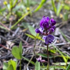 Glycine tabacina at O'Malley, ACT - 8 Nov 2020