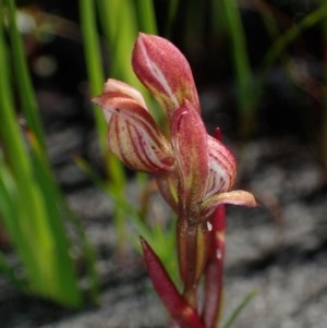 Burnettia cuneata at Endrick, NSW - 8 Nov 2020