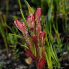 Burnettia cuneata at Endrick, NSW - 8 Nov 2020