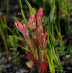 Burnettia cuneata at Endrick, NSW - suppressed