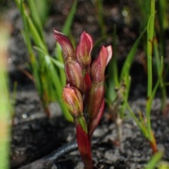 Burnettia cuneata at Endrick, NSW - 8 Nov 2020