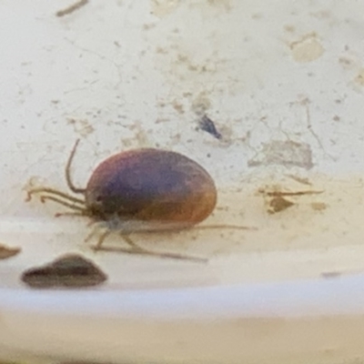 Acari (informal subclass) (Unidentified mite) at Goorooyarroo NR (ACT) - 7 Nov 2020 by Waterwatch