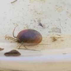 Acari (informal subclass) (Unidentified mite) at Forde, ACT - 7 Nov 2020 by Waterwatch