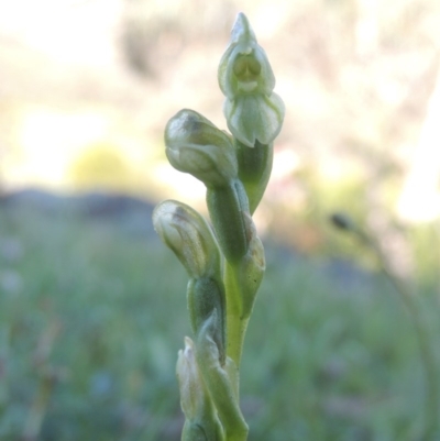 Hymenochilus sp. (A Greenhood Orchid) at Conder, ACT - 20 Oct 2020 by MichaelBedingfield