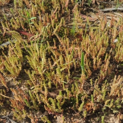 Crassula sieberiana (Austral Stonecrop) at Gungaderra Grasslands - 5 Oct 2020 by michaelb