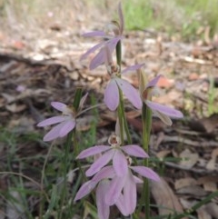 Caladenia carnea (Pink Fingers) at Kaleen, ACT - 5 Oct 2020 by michaelb