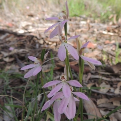 Caladenia carnea (Pink Fingers) at Kaleen, ACT - 5 Oct 2020 by MichaelBedingfield