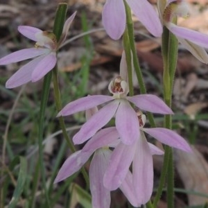 Caladenia carnea at Kaleen, ACT - suppressed