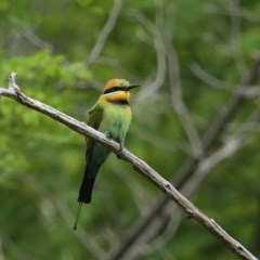 Merops ornatus (Rainbow Bee-eater) at Coree, ACT - 6 Nov 2020 by jb2602